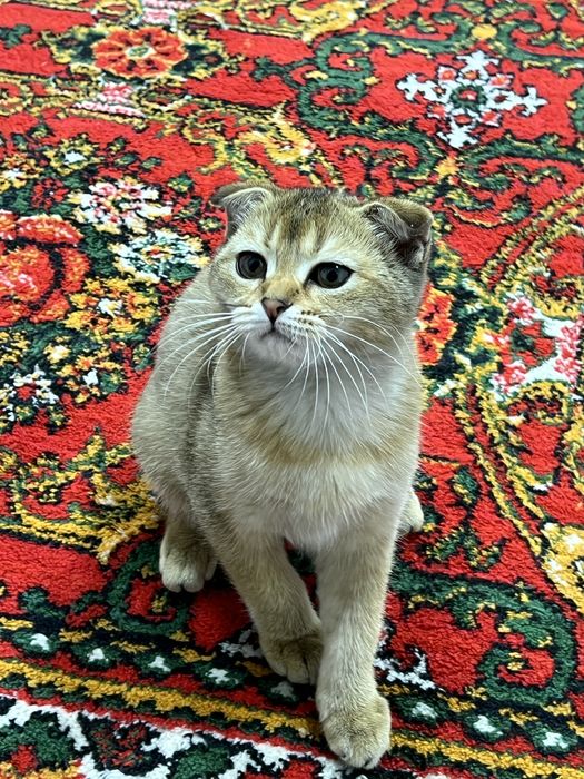 Продаётся шиншила вислоухая кошечка