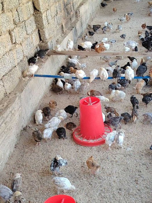 adler koreyski jojalar