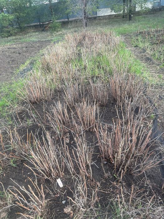 Продается малина саженцы