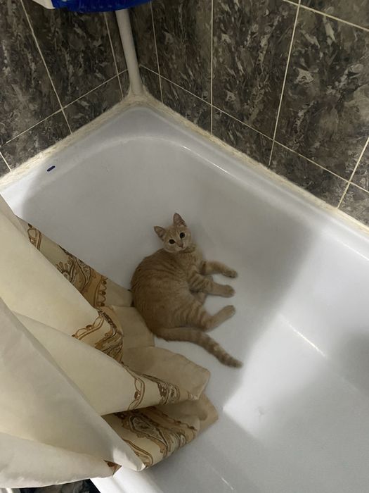 Кот британец …..