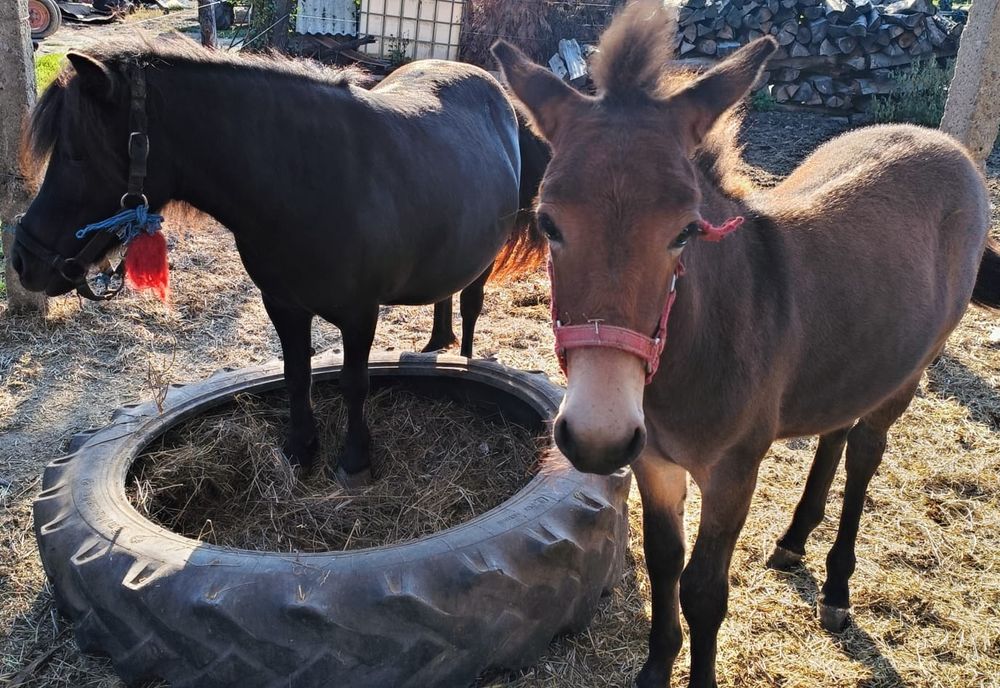 Vand catar, magar, ponei