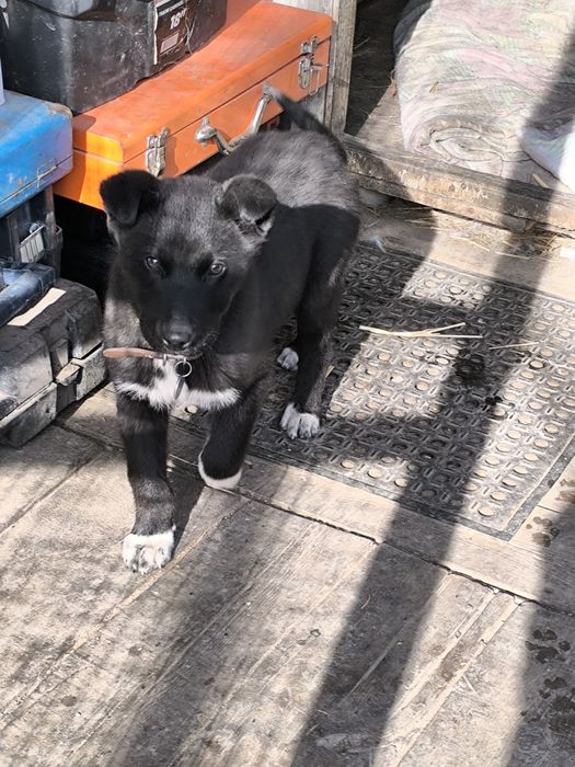 Отдам щенка девочка