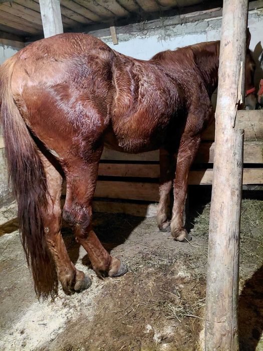 Vand manză sau schimb cu vaca