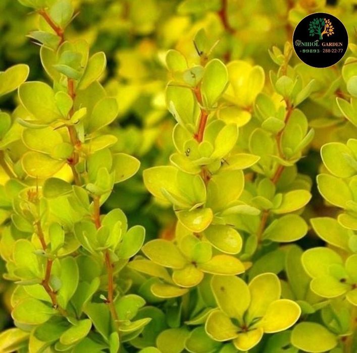 Барбарис тунбергер ауреа оптом