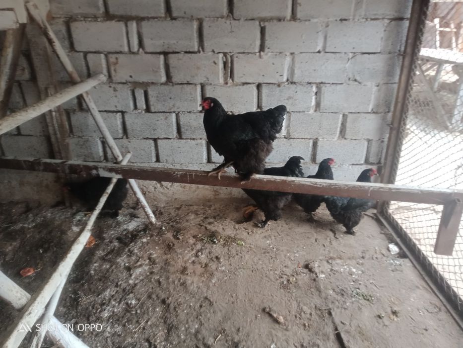 Барма тауықтар сатылады