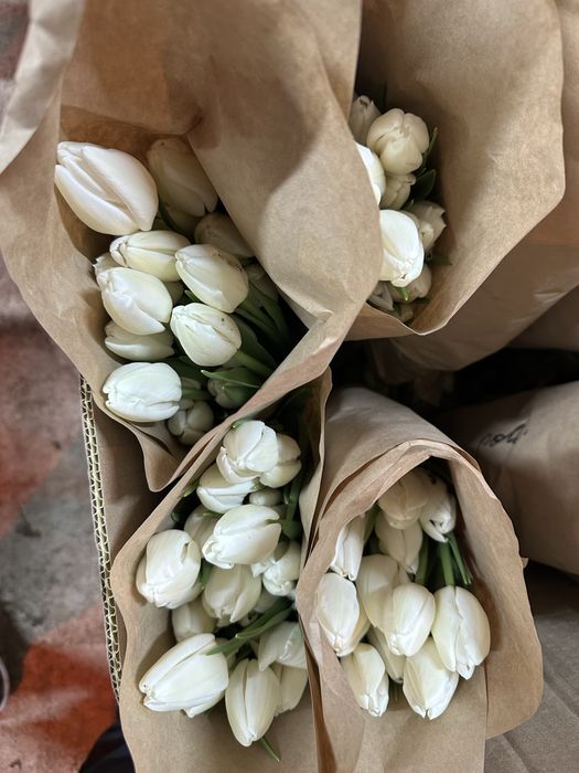 Тюльпаны голандские рост 50-60 см