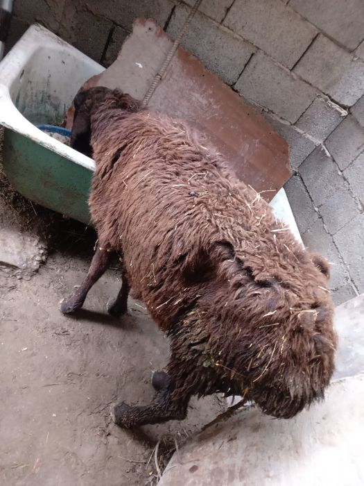 Саулық сатылады.