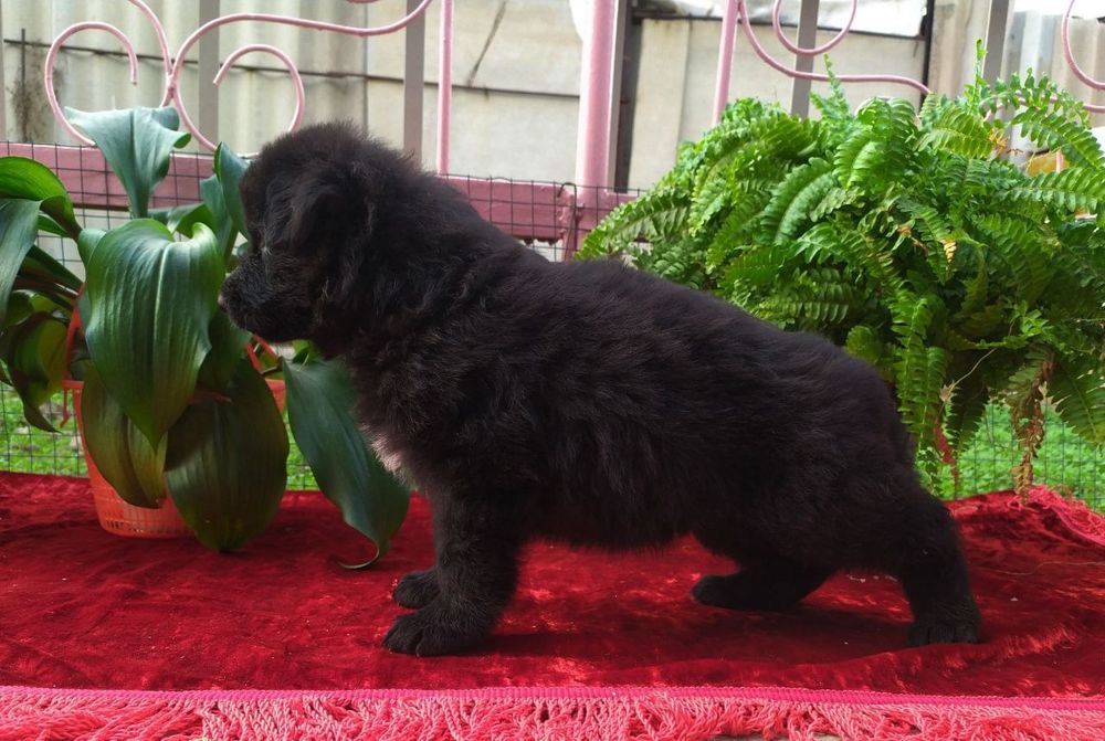 Щенки немецкой овчарки чёрного окраса длинношерстные