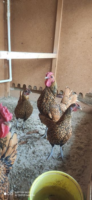 Сибрай жужалари сотилади