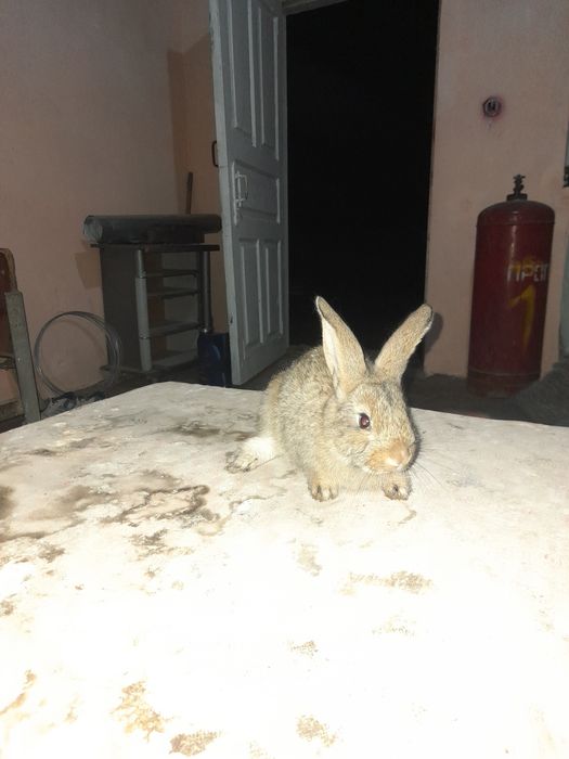 Velikan erkak sotiladi