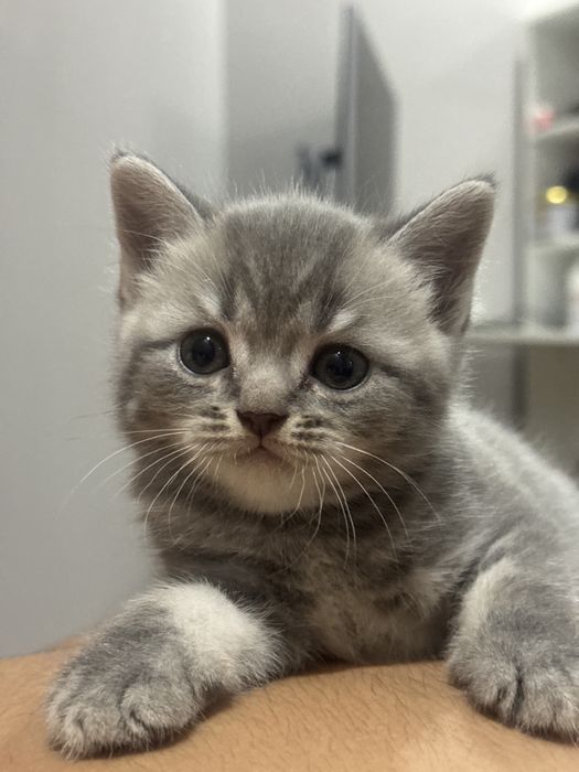 Котята британцы