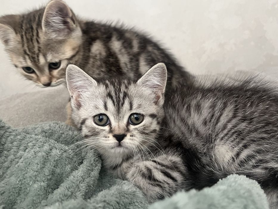 котята породистые