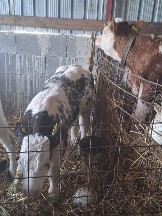 De vânzare trei masculi