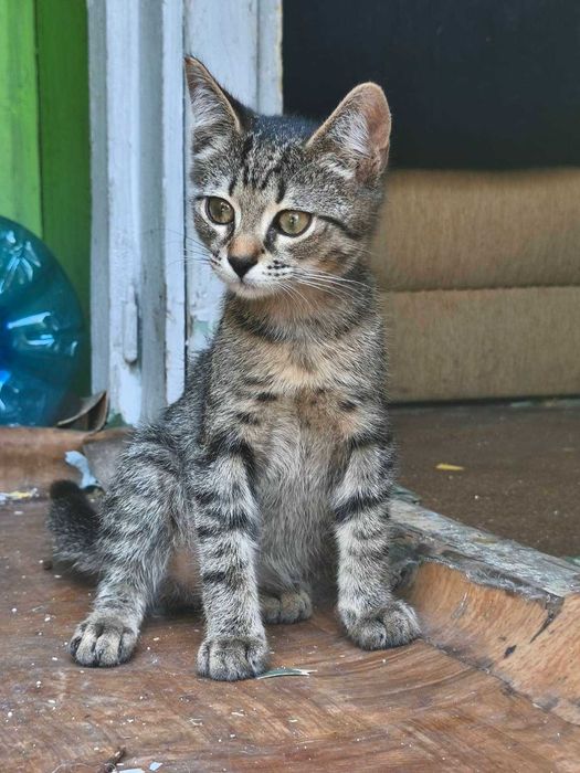 Подарявам котенца