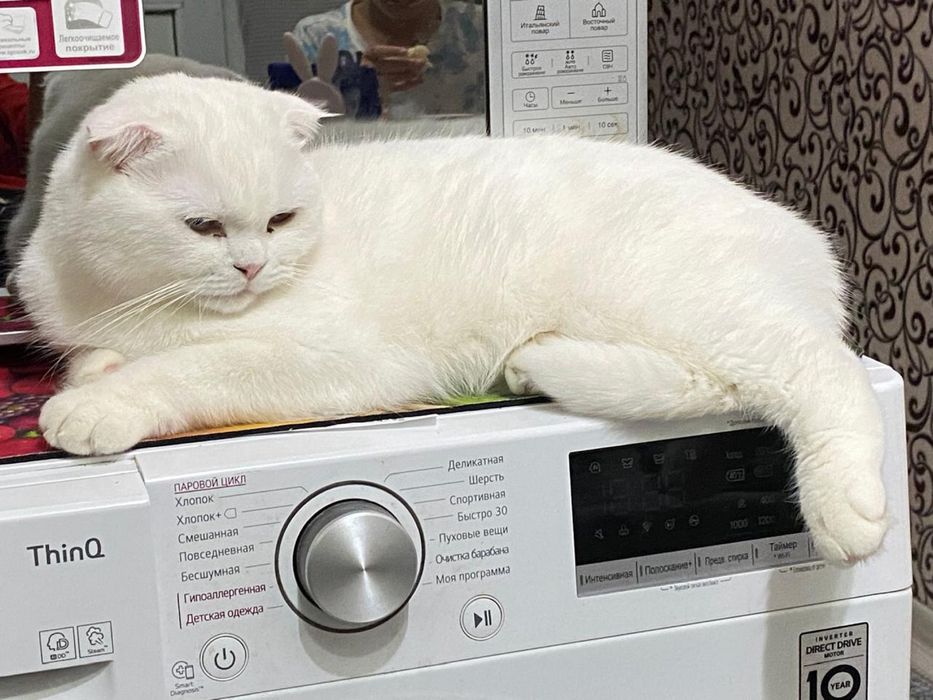 Отдам кота в добрые руки, бесплатно!