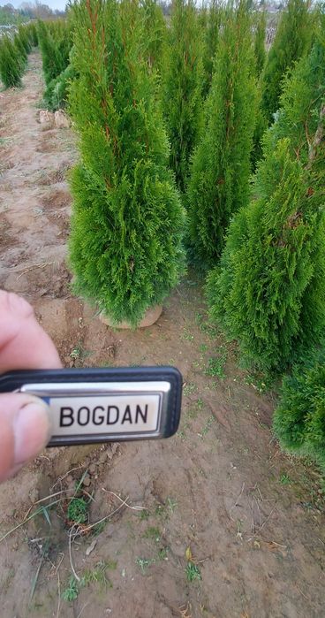 Tuia smarald dacă doriți la Salcea găsiți poze reale