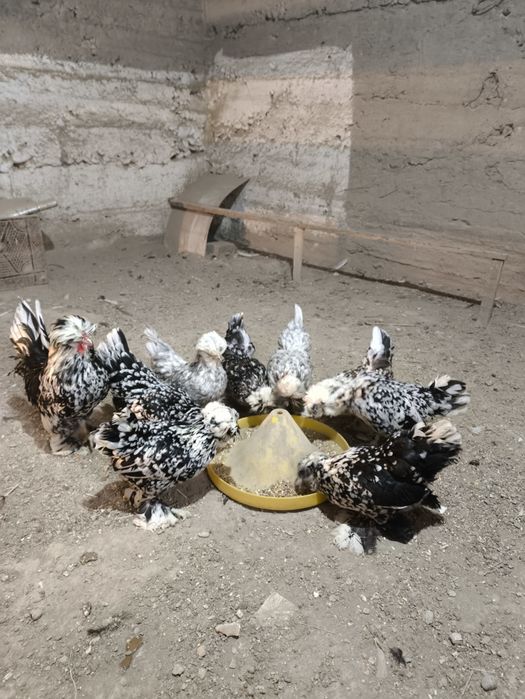 Корейский Японча