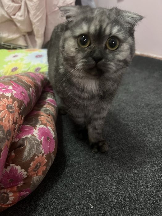 Scottish Fold mushukcha