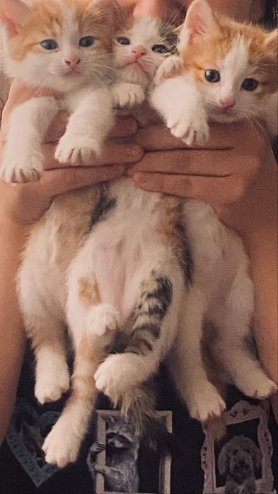 Отдам даром котят!!