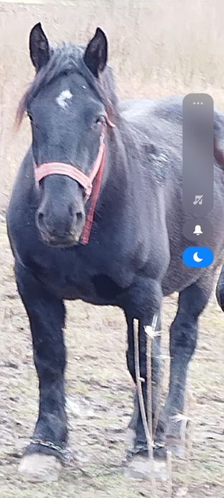 Vând armăsari, iep, mânji.