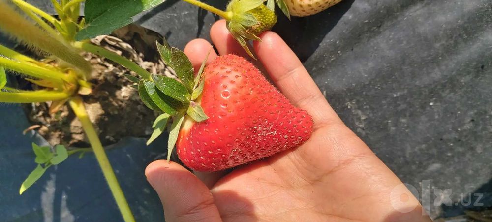 SHOSHILING Serxosil  MALGA VA ALBA navli qulibnay ko'chatlari