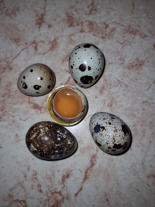 Foarfecã pentru  ouã de prepelițã