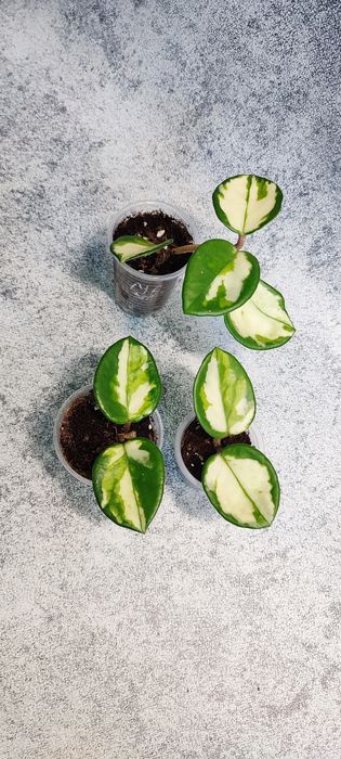 Хойи в наличии, наборы хой