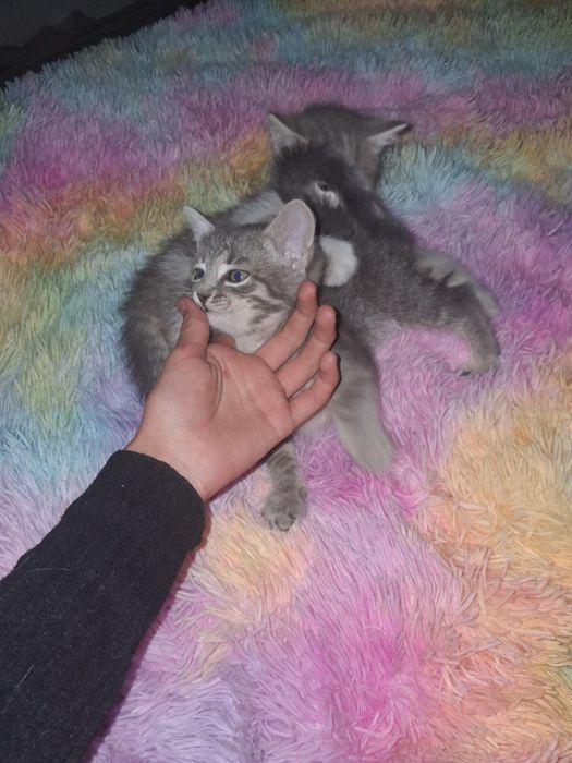 КОТЯТА! Отдам в добрые руки!