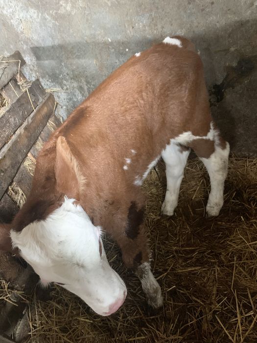 Tauras din rasa Baltata Româneasca
