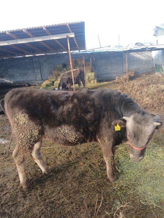 Бычок 10 месяцев продаёться