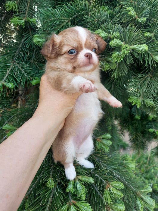 Продаю щенка чихуахуа