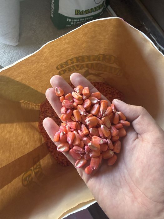 Семена кукуруза Жүгері тұқым