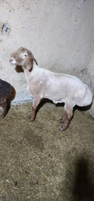 Qochqor sotiladi qoy tish buzmagan hali yirik narsa zotga boqsa ham