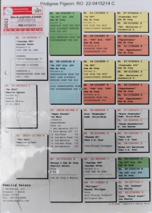 Porumbei maraton