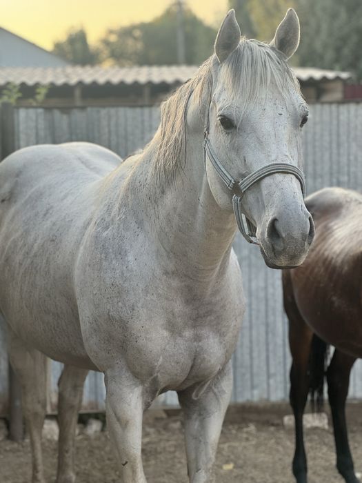 Чистокровного жеребца!