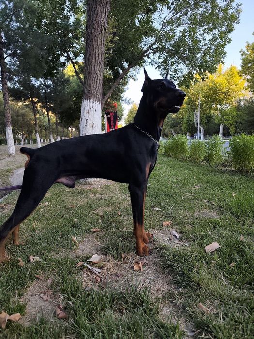 Продаются щенки доберманов