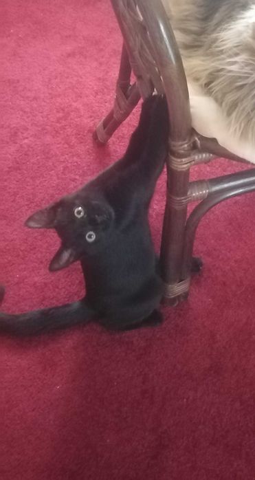 Cazare animale de companie MICI si PISICI CASTRATE- pet sitter