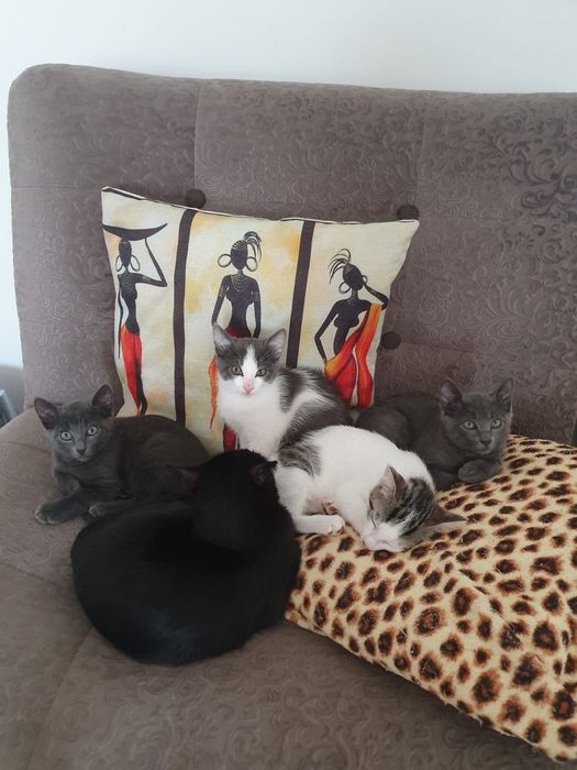 Отдам в добрые руки