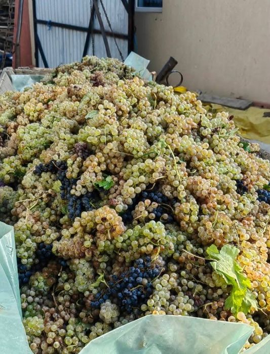 Vând struguri de vin