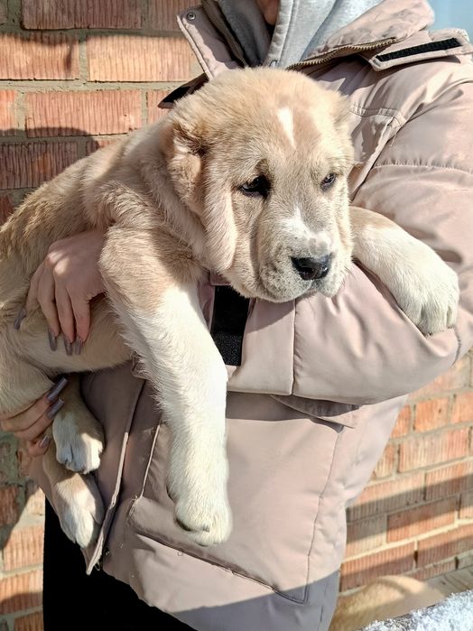 Продам щенков азиатов