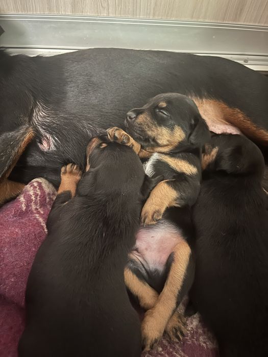 Щенки яг терьер