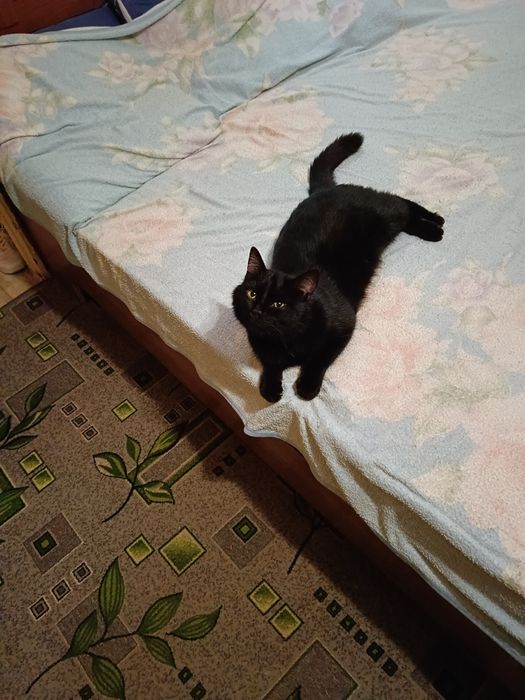 Срочно кот в добрые руки