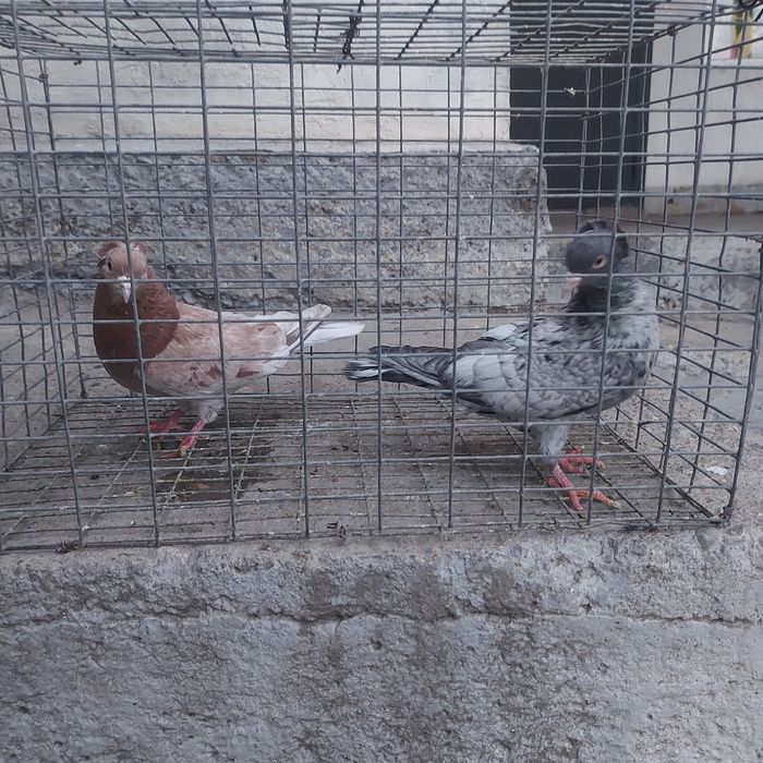 Челкар сизи бакинцы лет с игрой