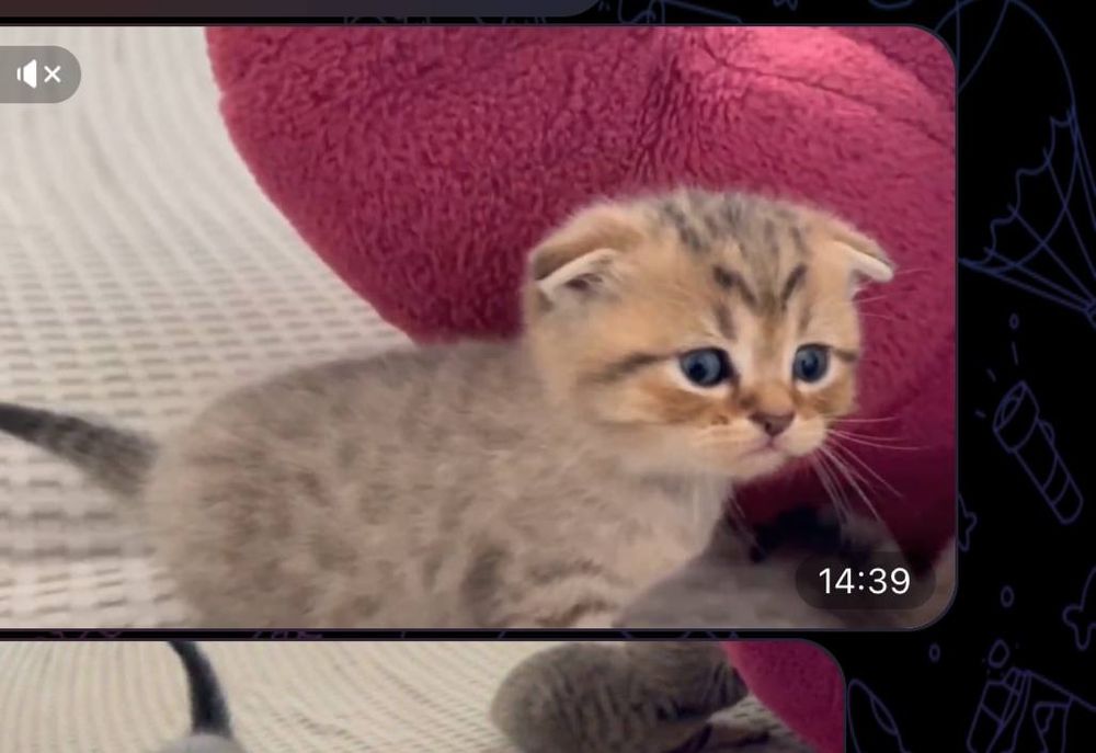 Золотые шиншилла девичка и мальчик