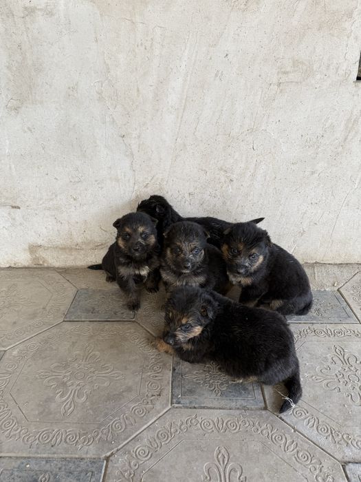 Щенки немецкой овчарки