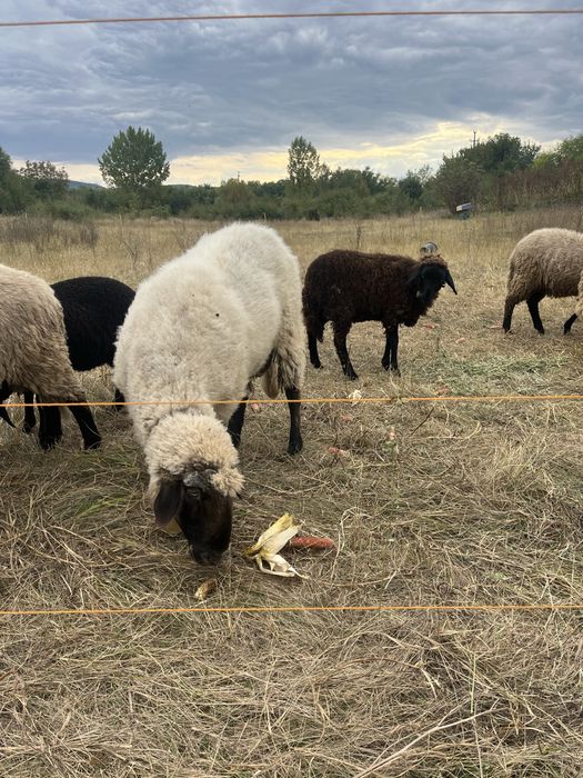 Vand berbc carabas de 4 ani si 2 miele de anul acesta cele negre sau schimb cu oi asau alte animale