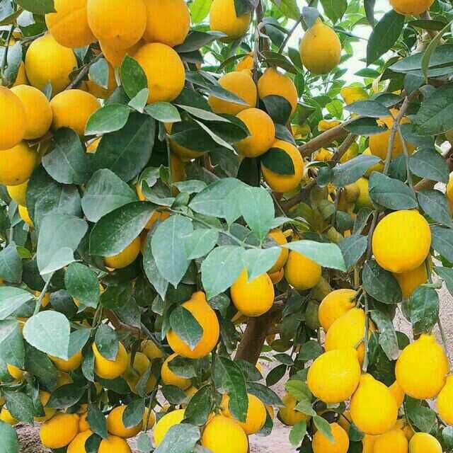 Хосилдорлиги юқори навли лимон. апелсин ва мандарин кўчатларимиз бор .