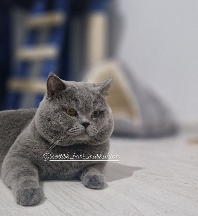 Porno bemorni sikadi