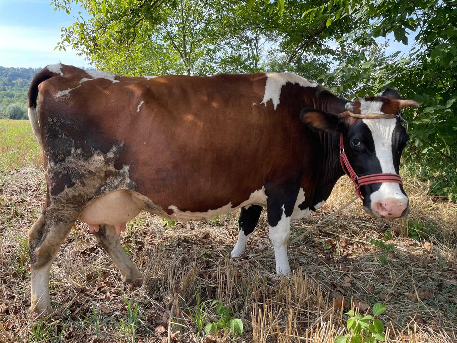 Vacă Holestein de 9 ani, 20 litrii de lapte zilnic