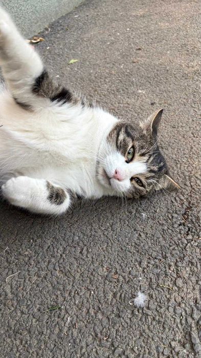 Fulg, motan de 4 ani, castrat